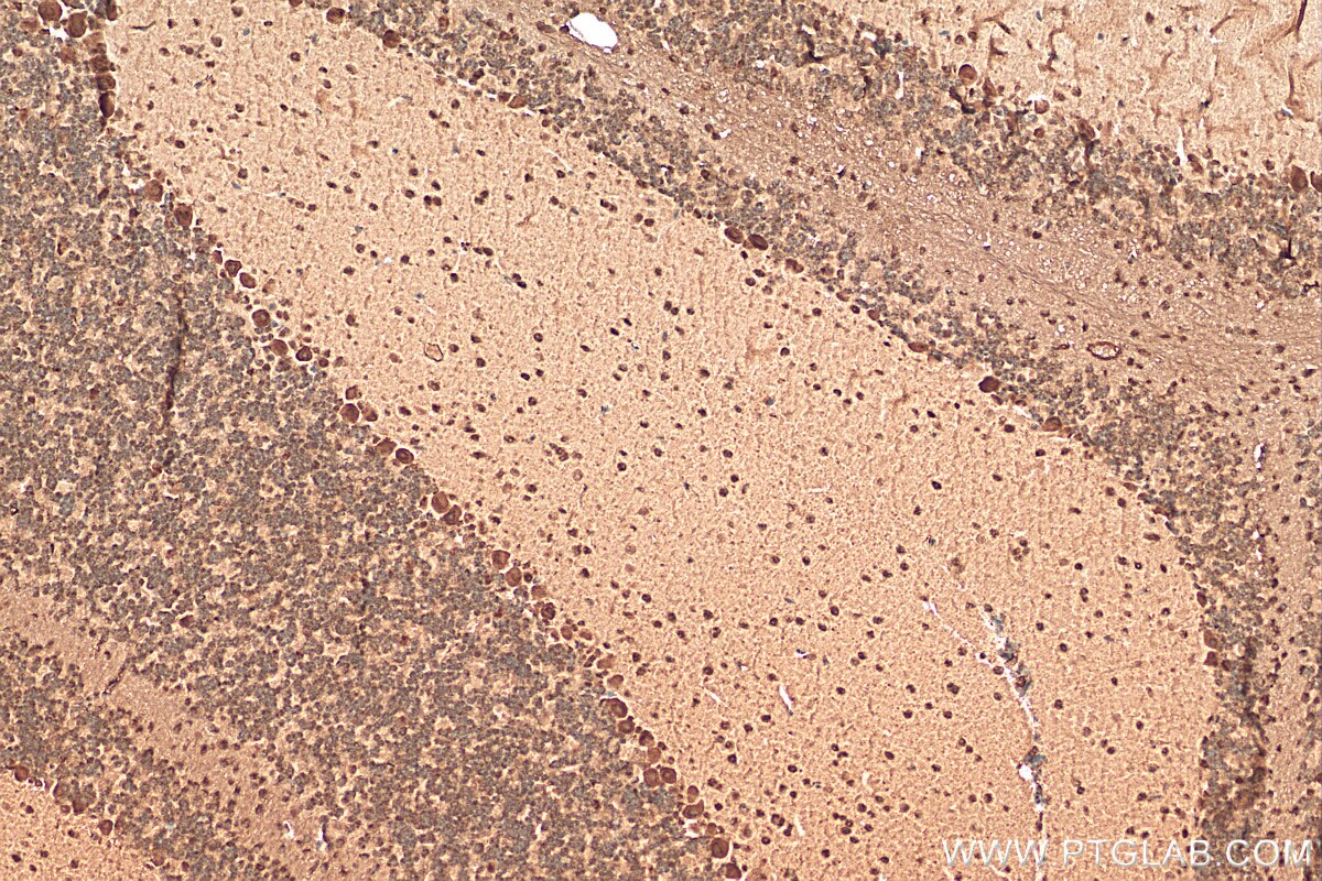 Immunohistochemistry (IHC) staining of mouse cerebellum tissue using C1orf83 Polyclonal antibody (20940-1-AP)