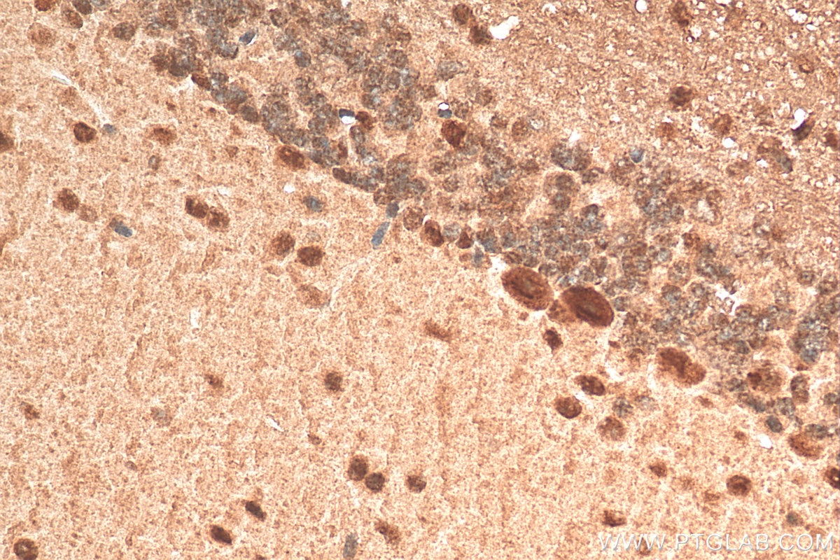 Immunohistochemistry (IHC) staining of mouse cerebellum tissue using C1orf83 Polyclonal antibody (20940-1-AP)