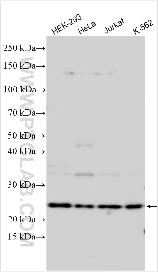 Western Blot (WB) analysis of various lysates using C1orf83 Polyclonal antibody (20940-1-AP)