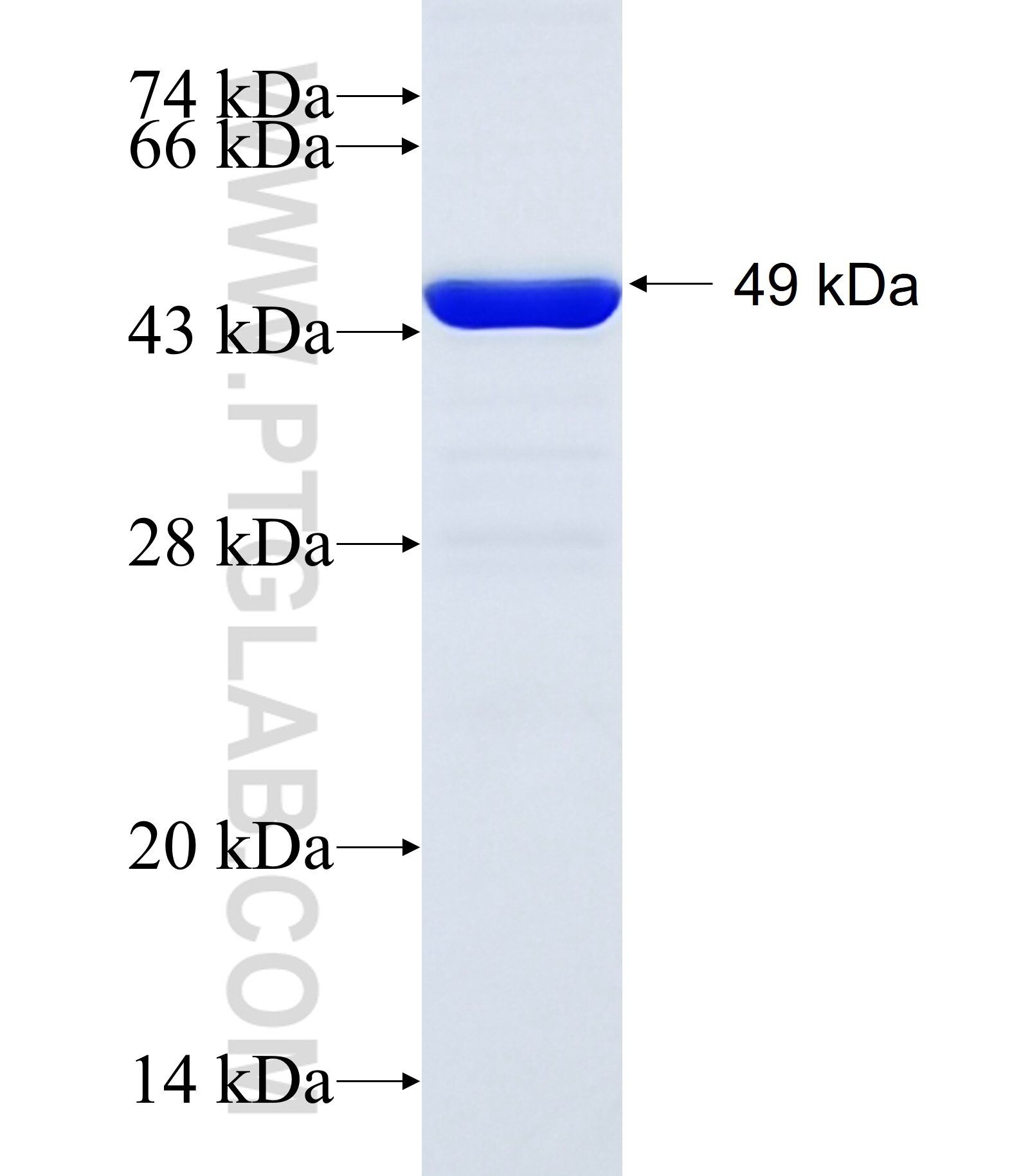 C1orf83 fusion protein Ag15040 SDS-PAGE