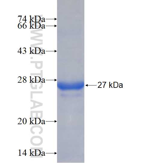 C1orf83 fusion protein Ag15432 SDS-PAGE