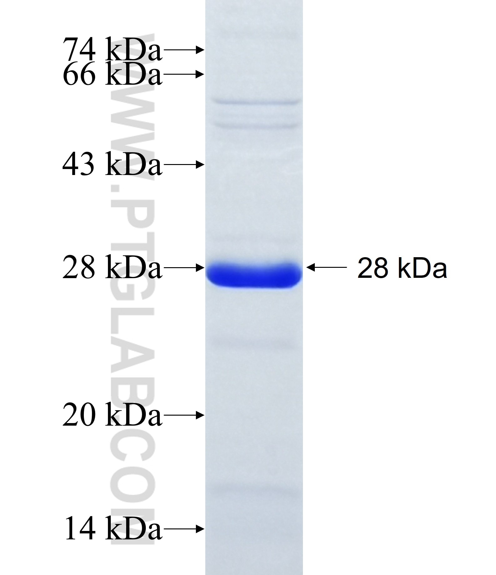 C1orf84 fusion protein Ag23572 SDS-PAGE