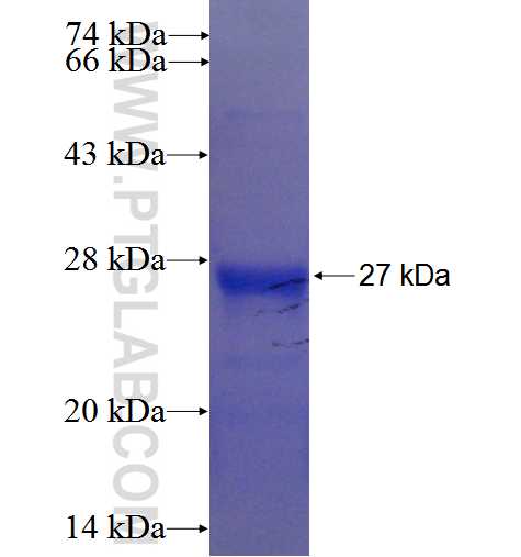 C1orf86 fusion protein Ag23751 SDS-PAGE