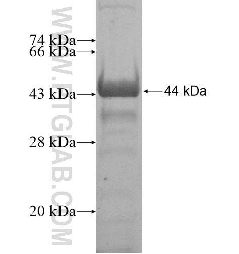 C1orf87 fusion protein Ag15073 SDS-PAGE
