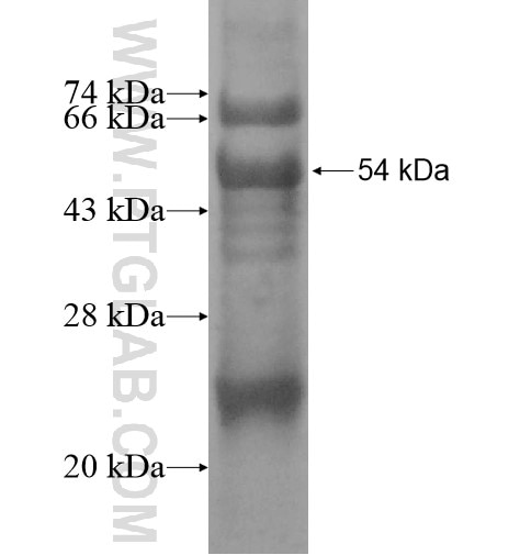 C1orf89 fusion protein Ag14357 SDS-PAGE