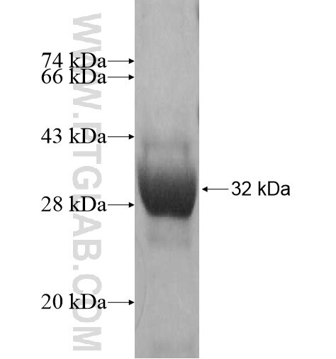 C1orf89 fusion protein Ag14882 SDS-PAGE