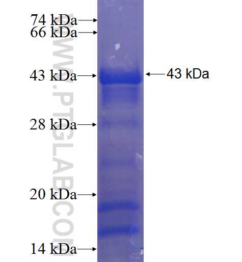 C1orf9 fusion protein Ag23224 SDS-PAGE