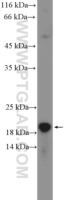 Western Blot (WB) analysis of PC-3 cells using C1orf93 Polyclonal antibody (26304-1-AP)
