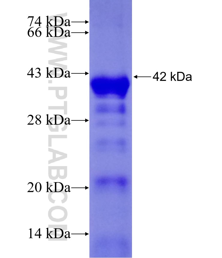 C1orf96 fusion protein Ag23785 SDS-PAGE