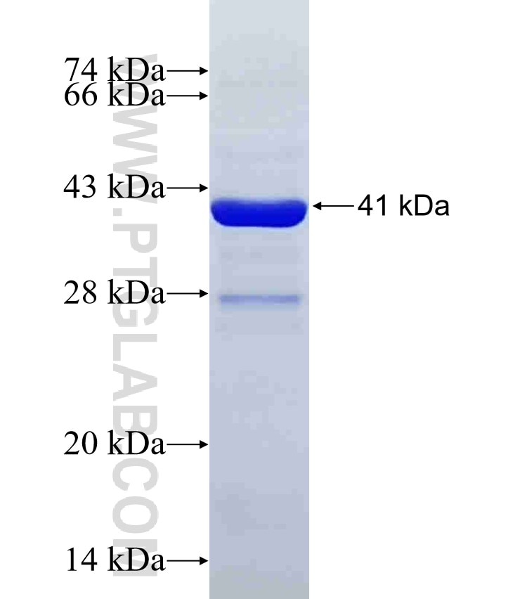 C2 fusion protein Ag25690 SDS-PAGE