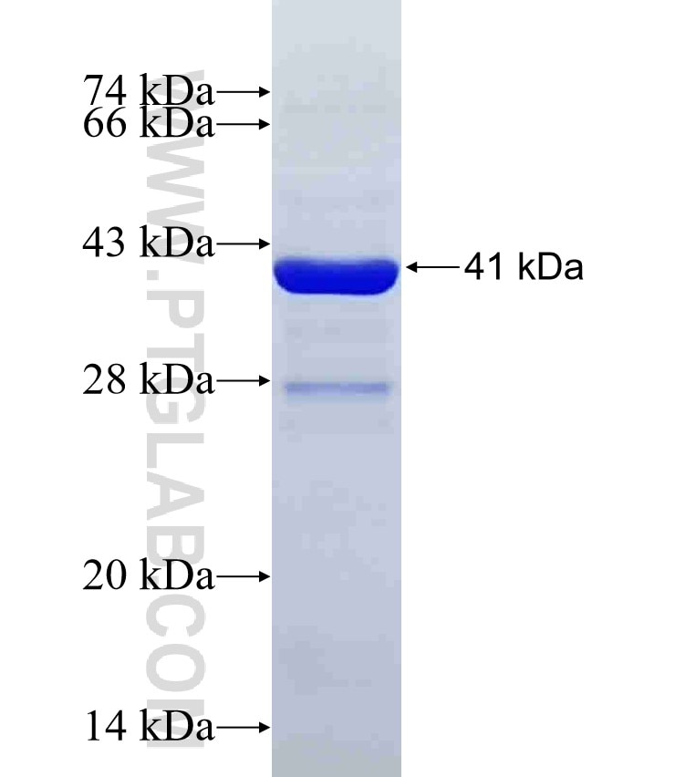 C2 fusion protein Ag25690 SDS-PAGE
