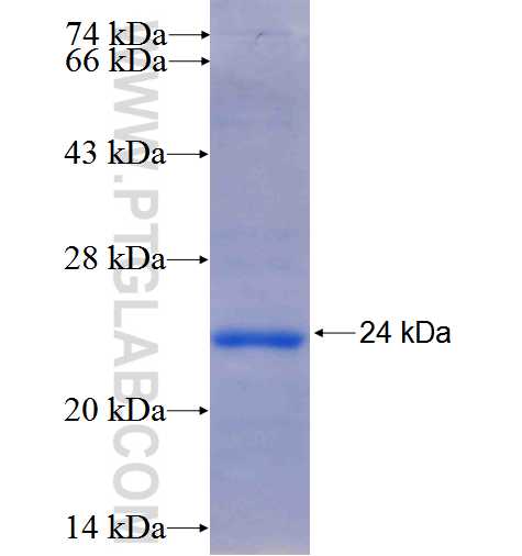 C2 fusion protein Ag25698 SDS-PAGE