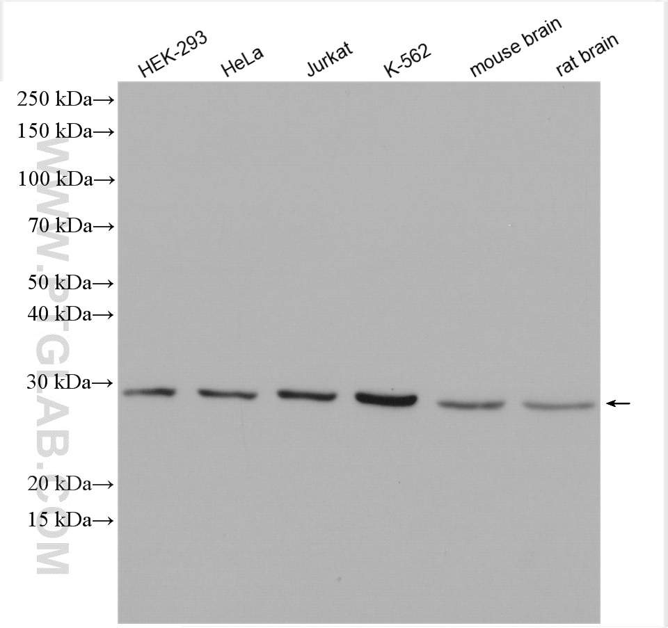 Western Blot (WB) analysis of various lysates using GID8 Polyclonal antibody (24479-1-AP)