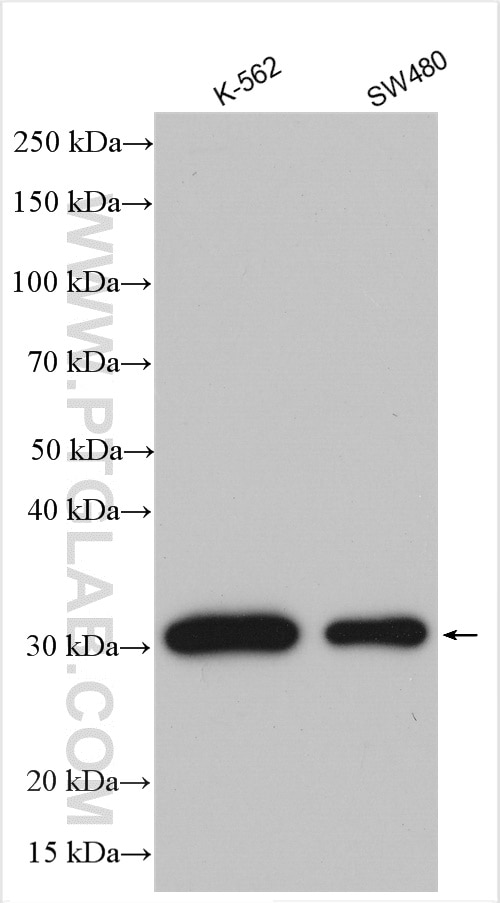 Western Blot (WB) analysis of various lysates using GID8 Polyclonal antibody (24479-1-AP)