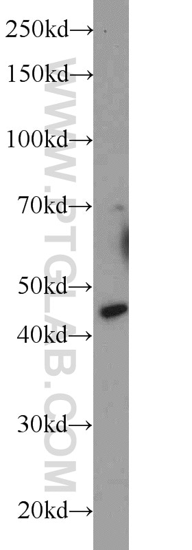 Western Blot (WB) analysis of mouse brain tissue using C20orf112 Polyclonal antibody (23746-1-AP)