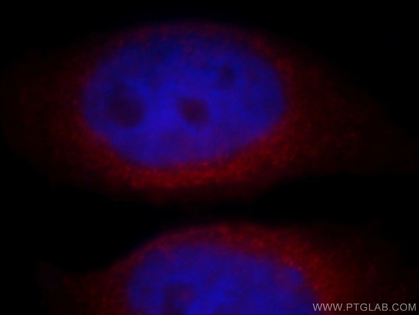 Immunofluorescence (IF) / fluorescent staining of HeLa cells using PPDPF Polyclonal antibody (19912-1-AP)