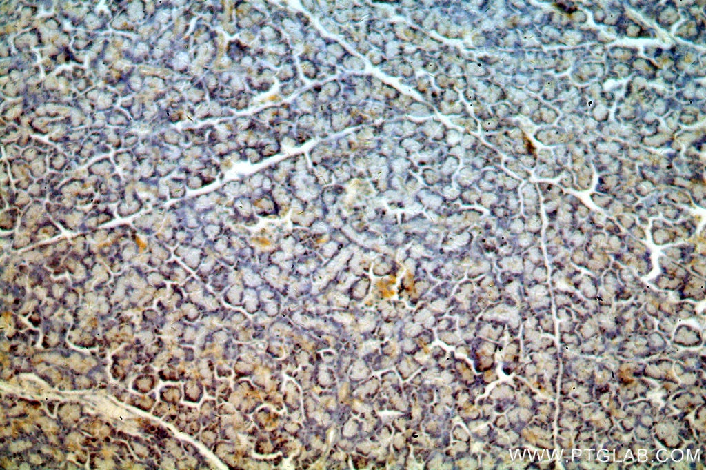 Immunohistochemistry (IHC) staining of human pancreas tissue using PPDPF Polyclonal antibody (19912-1-AP)