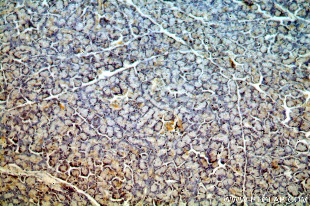 Immunohistochemistry (IHC) staining of human pancreas tissue using PPDPF Polyclonal antibody (19912-1-AP)