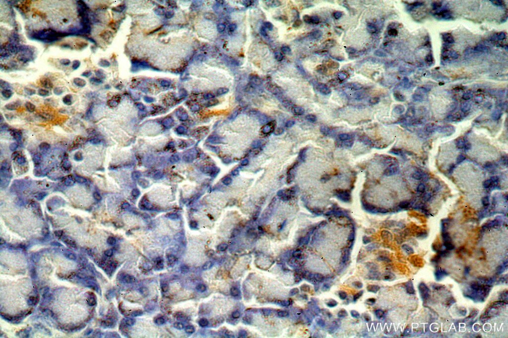 Immunohistochemistry (IHC) staining of human pancreas tissue using PPDPF Polyclonal antibody (19912-1-AP)