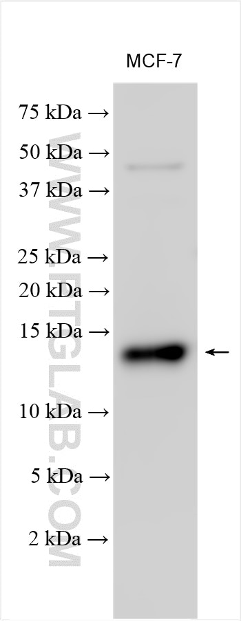 Western Blot (WB) analysis of various lysates using PPDPF Polyclonal antibody (19912-1-AP)
