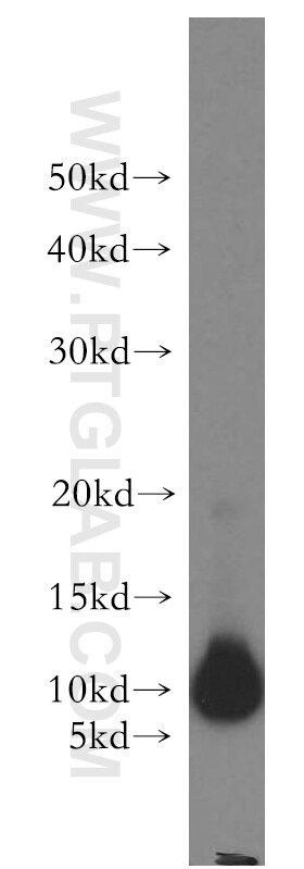 Western Blot (WB) analysis of mouse pancreas tissue using PPDPF Polyclonal antibody (19912-1-AP)