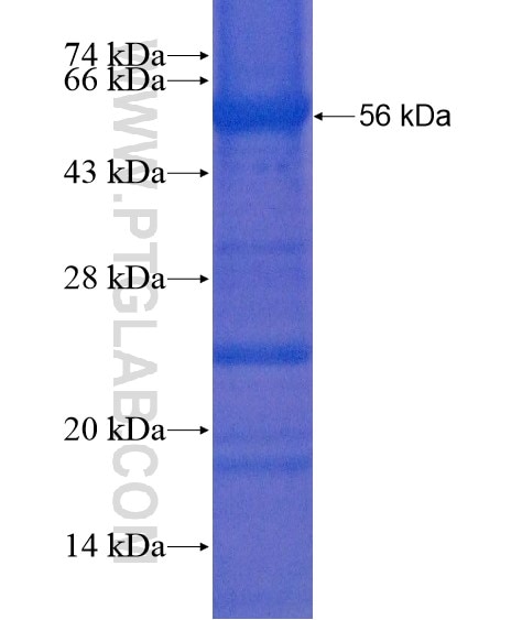 C20orf152 fusion protein Ag21668 SDS-PAGE