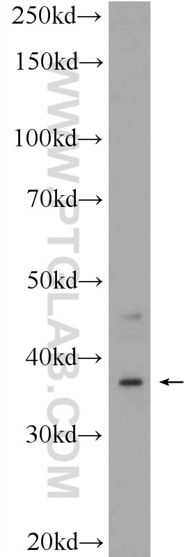 WB analysis of HepG2 using 16040-1-AP