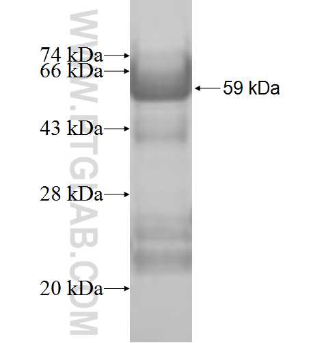 C20orf195 fusion protein Ag8914 SDS-PAGE