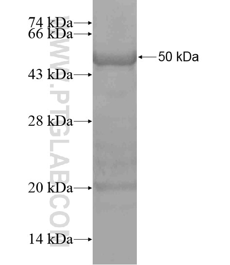 C20orf196 fusion protein Ag19727 SDS-PAGE