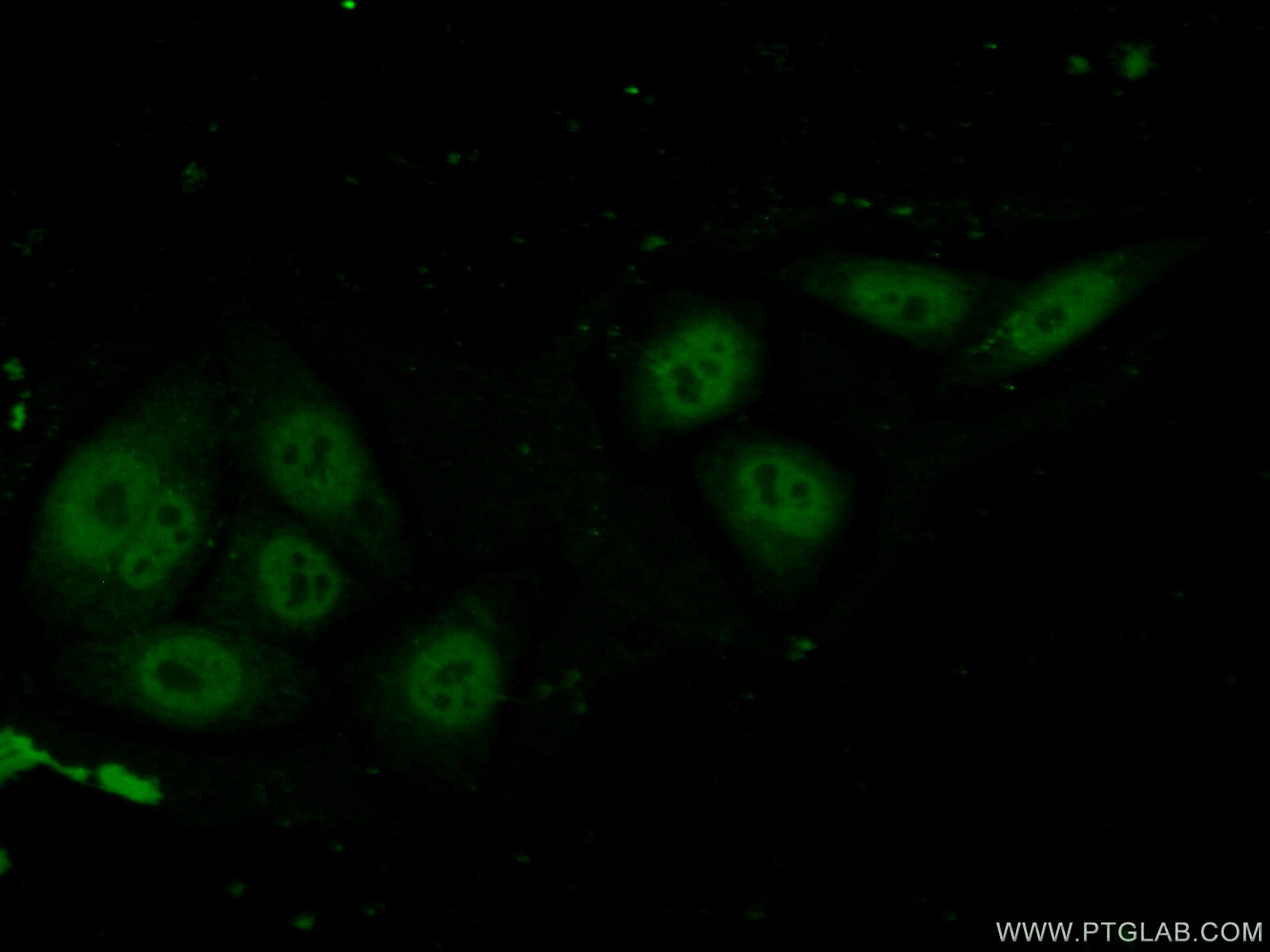 Immunofluorescence (IF) / fluorescent staining of HepG2 cells using C20orf20 Polyclonal antibody (26040-1-AP)