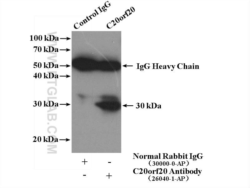 Immunoprecipitation (IP) experiment of HepG2 cells using C20orf20 Polyclonal antibody (26040-1-AP)