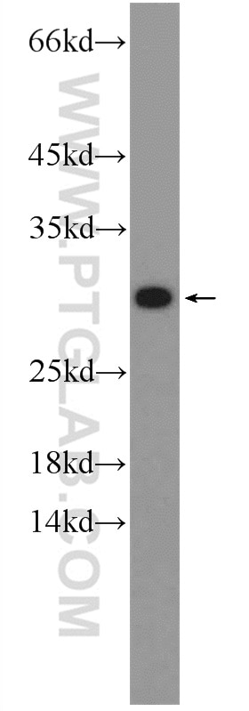 Western Blot (WB) analysis of HepG2 cells using C20orf20 Polyclonal antibody (26040-1-AP)