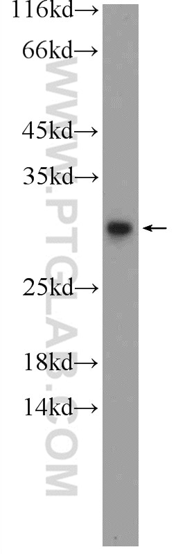Western Blot (WB) analysis of mouse testis tissue using C20orf20 Polyclonal antibody (26040-1-AP)