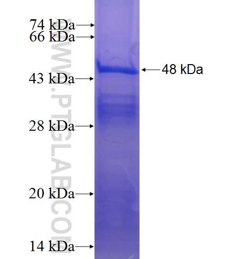 C20orf201 fusion protein Ag23665 SDS-PAGE