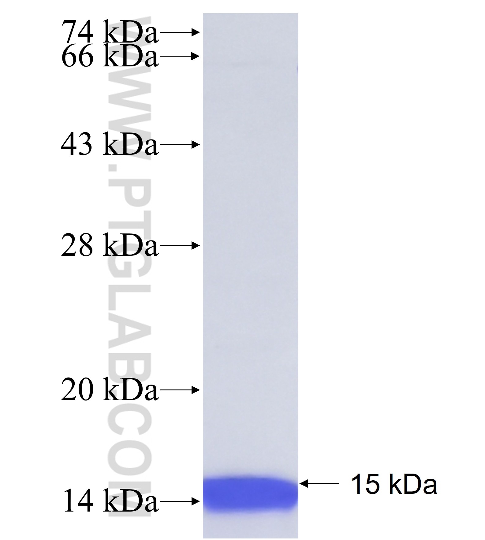 C20orf24 fusion protein Ag38753 SDS-PAGE