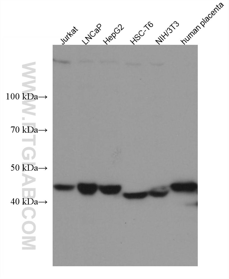 Western Blot (WB) analysis of various lysates using C20orf3/APMAP Monoclonal antibody (67464-1-Ig)