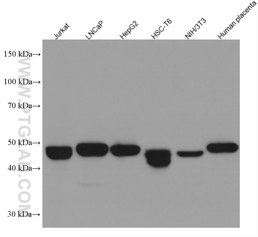 Western Blot (WB) analysis of various lysates using C20orf3/APMAP Monoclonal antibody (67464-1-Ig)