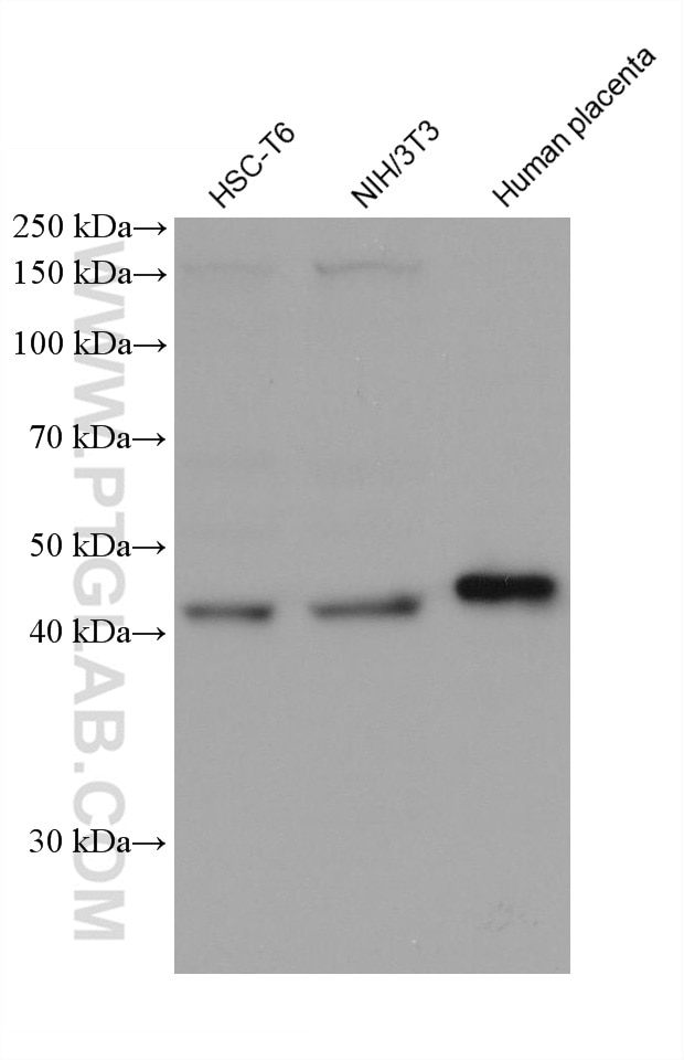 Western Blot (WB) analysis of various lysates using C20orf3/APMAP Monoclonal antibody (67464-1-Ig)