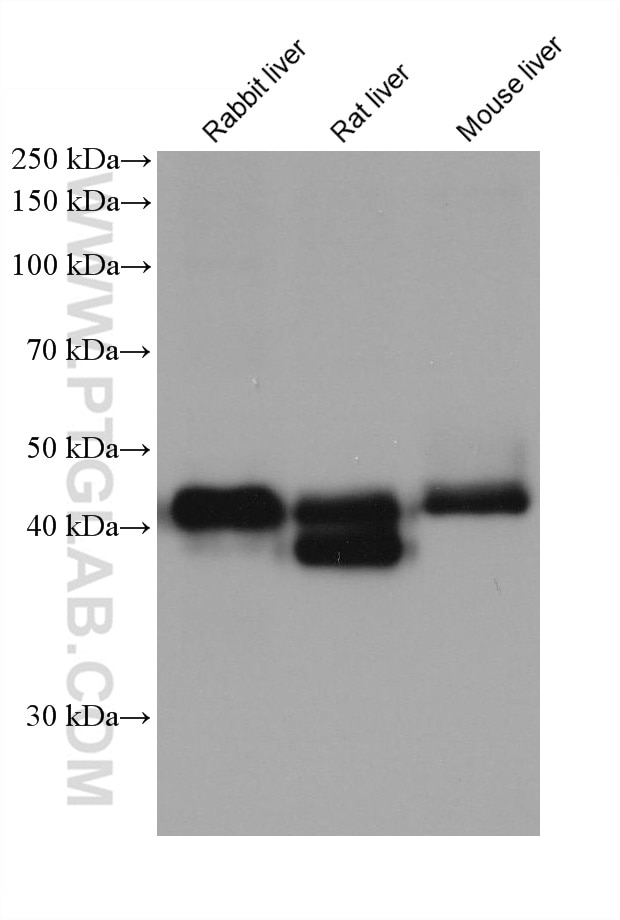 Western Blot (WB) analysis of various lysates using C20orf3/APMAP Monoclonal antibody (67464-1-Ig)