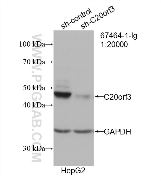 Western Blot (WB) analysis of HepG2 cells using C20orf3/APMAP Monoclonal antibody (67464-1-Ig)