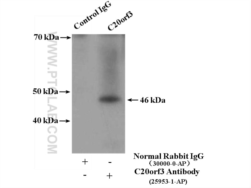 Immunoprecipitation (IP) experiment of mouse liver tissue using C20orf3/APMAP Polyclonal antibody (25953-1-AP)