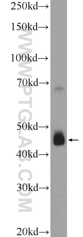 Western Blot (WB) analysis of HepG2 cells using C20orf3/APMAP Polyclonal antibody (25953-1-AP)