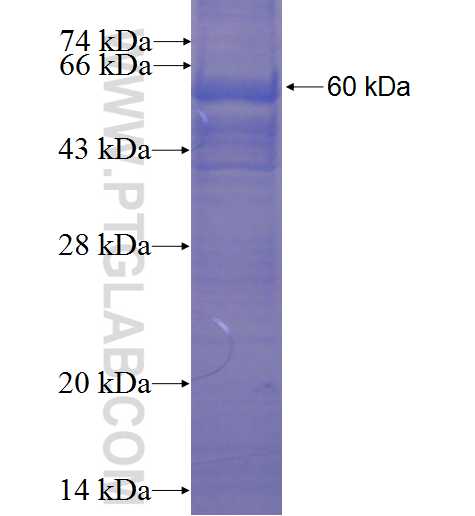 C20orf3 fusion protein Ag23029 SDS-PAGE