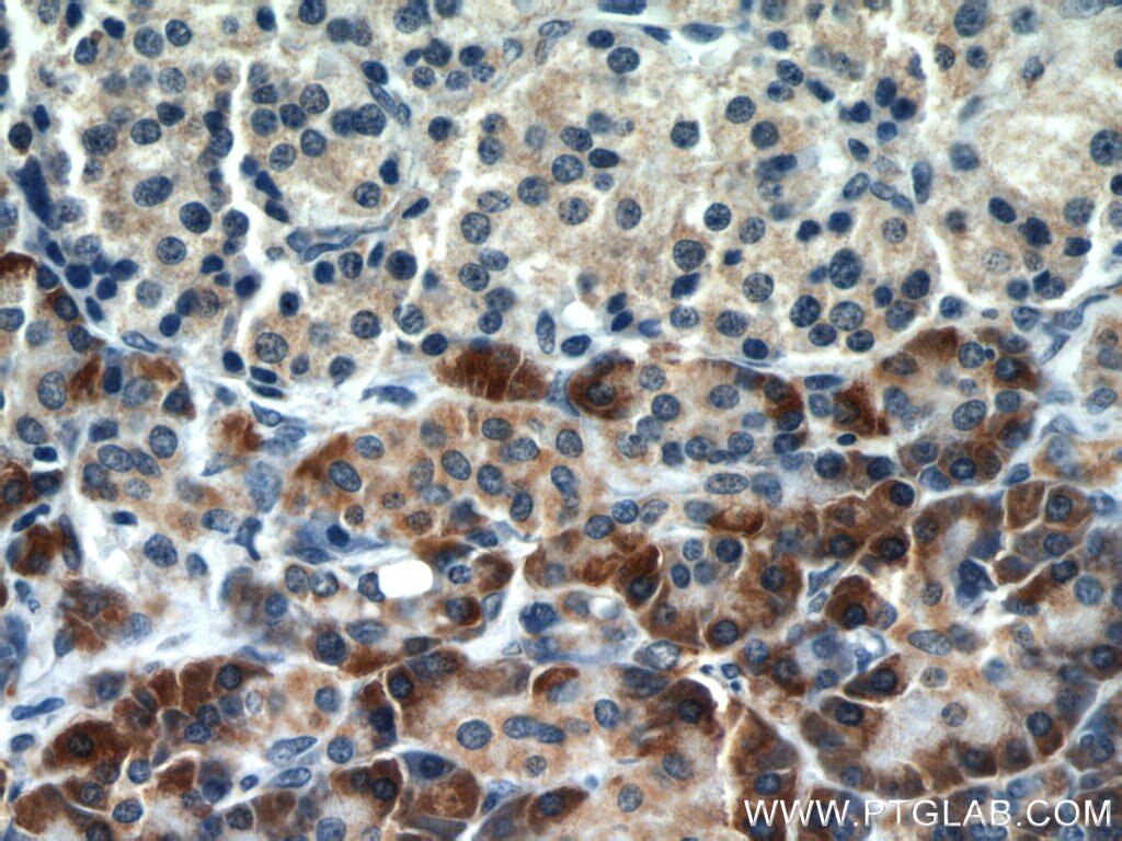 Immunohistochemistry (IHC) staining of human pancreas tissue using TMEM230 Polyclonal antibody (21466-1-AP)