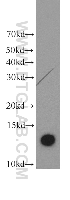 Western Blot (WB) analysis of HepG2 cells using TMEM230 Polyclonal antibody (21466-1-AP)