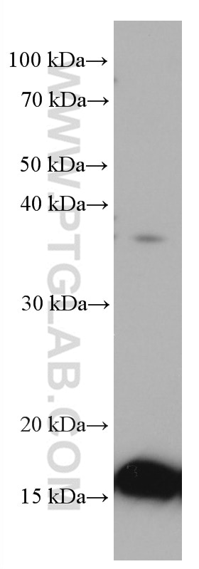 Western Blot (WB) analysis of COLO 320 cells using TMEM230 Monoclonal antibody (67247-1-Ig)