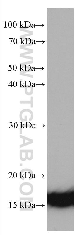 Western Blot (WB) analysis of Caco-2 cells using TMEM230 Monoclonal antibody (67247-1-Ig)