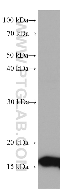 Western Blot (WB) analysis of HT-29 cells using TMEM230 Monoclonal antibody (67247-1-Ig)