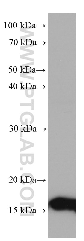 WB analysis of HT-29 using 67247-1-Ig