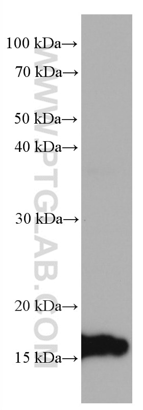Western Blot (WB) analysis of MCF-7 cells using TMEM230 Monoclonal antibody (67247-1-Ig)